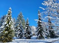 trees under snow. Winter park. Sunny weather. Maribor. Slovenia Royalty Free Stock Photo