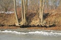 Trees on the undermined bank Royalty Free Stock Photo