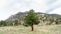 Trees on the valley with a mountain top covered with snow Royalty Free Stock Photo