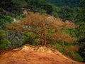 Trees and vegetation covering the red sands. Abstract Rustler canyon moher cliffs landscape. Provencal Colorado Royalty Free Stock Photo