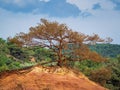 Trees and vegetation covering the red sands. Abstract Rustler canyon moher cliffs landscape. Provencal Colorado Royalty Free Stock Photo