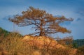 Trees and vegetation covering the red sands. Abstract Rustler canyon moher cliffs landscape. Provencal Colorado Royalty Free Stock Photo