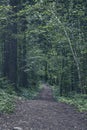 Trees and vegetation in the mountain Royalty Free Stock Photo