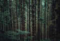 Trees very close together in the Hoh rainforest, Olympic National Park, Washington Royalty Free Stock Photo