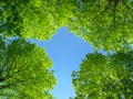 Trees viewed from the frog\'s perspective looking up Royalty Free Stock Photo