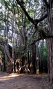 Trees and vines in forest