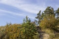 Trees and vineyard in the fall Royalty Free Stock Photo