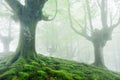 Trees with vivid green roots and moss Royalty Free Stock Photo