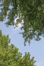 Trees vs sky in wild forest Lake Brombachsee background fine art in high quality prints products fifty megapixels Absberg