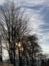 Trees in w winter on the background of sky with cirrus clouds and sun peeking among the branches setting down