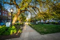 Trees and walkway at a park in Mount Vernon, Baltimore, Maryland Royalty Free Stock Photo