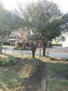 Trees Walkway