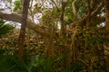 The trees at the walls of the ruins. Tulum, Riviera Maya, Yucatan