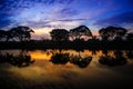 Trees in the water