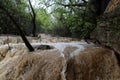 Trees in the water flood in Kursunlu waterfall nature park after the hard rain