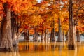 Trees in water with orange needles. Autumnal swamp cypresses on lake and reflection Royalty Free Stock Photo