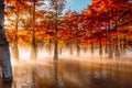 Trees in water with orange needles, sunrise and fog. Autumnal swamp cypresses on lake with reflection Royalty Free Stock Photo