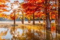 Trees in water with red needles in Florida. Swamp cypresses on lake and reflection Royalty Free Stock Photo