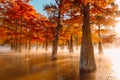 Trees in water with red needles in Florida. Swamp cypresses with reflection on water Royalty Free Stock Photo