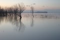 Trees on water