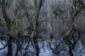 trees in the water, swamp, reflection, autumn forest.