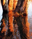 Trees in the water Royalty Free Stock Photo