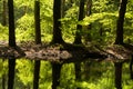 Trees in the Waterloopbos Royalty Free Stock Photo