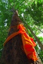 Forest ordination trees were tied with orange to preserve the forest