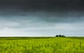 Trees in the wheat field Royalty Free Stock Photo