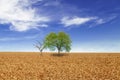 Trees in wheat field over cloudy blue sky