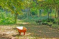 Trees and wheelbarrows in the garden Royalty Free Stock Photo