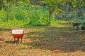 Trees and wheelbarrows in the garden