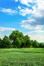 Trees by wheet field Royalty Free Stock Photo