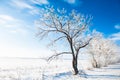 Trees in white hoarfrost against the blue sky Royalty Free Stock Photo