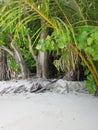 Trees and white ssand Royalty Free Stock Photo