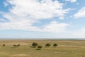 Trees in a wide grassland Royalty Free Stock Photo