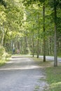 Trees in wild forest Lake Brombachsee background fine art in high quality prints products fifty megapixels Absberg