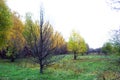 Trees of wild pears, shrubs and grass on the edge of the forest