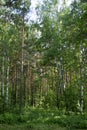 Trees in the wild pine urals forest. Sverdlovsk region, Russia