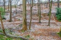 Trees, wild plants and dry leaves on the ground among the remnants of snow on a sidehill