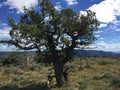 Trees on Wilson mountain