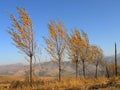 Trees and wind Royalty Free Stock Photo