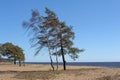 Trees in the wind on the coast Royalty Free Stock Photo