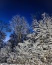 Trees in Winter