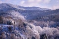 Trees in Winter in the Black Forest, Germany Royalty Free Stock Photo