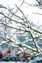 Trees in winter covered in snow Royalty Free Stock Photo