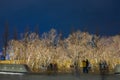 The trees of the winter evening park are illuminated by spotlights located in the floor. Walking recreation area during