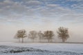 Trees in winter field