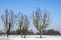 Trees in winter with geese