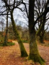 Trees in winter in heathland.